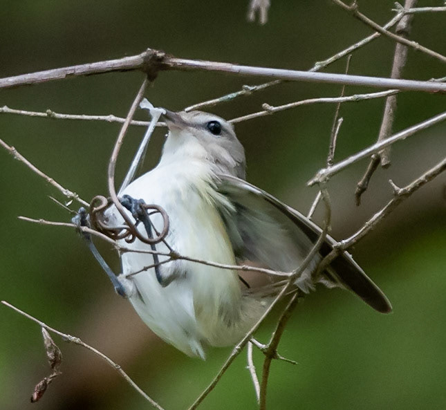 Warbling Vireo with spider web (?)
