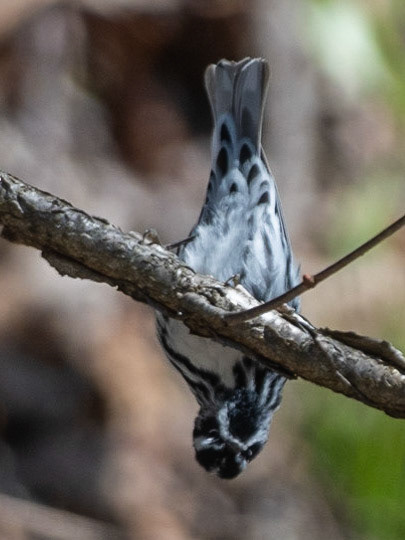 Black-and-white Warbler (M)