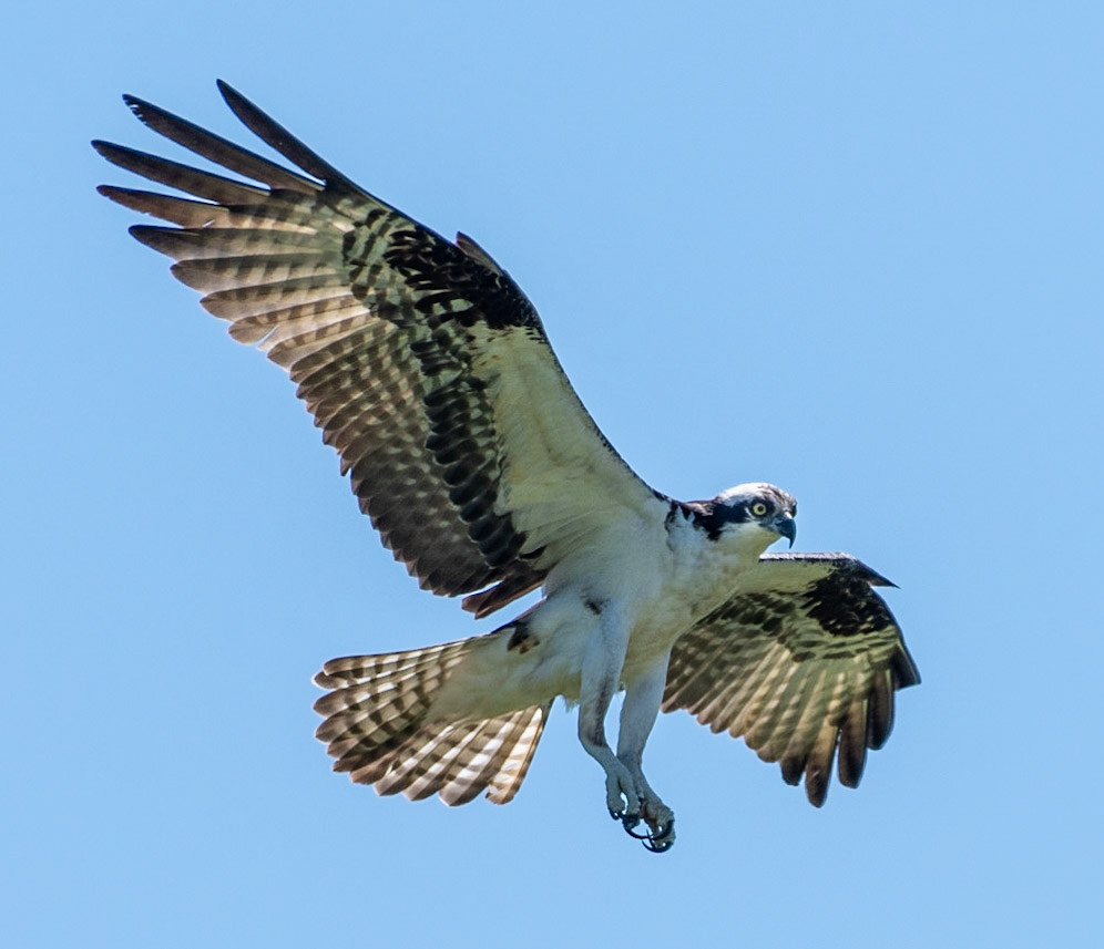 Osprey, Hales Ford Bridge