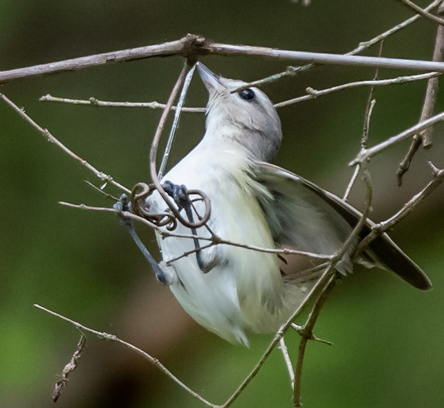 Warbling Vireo with spider web (?)