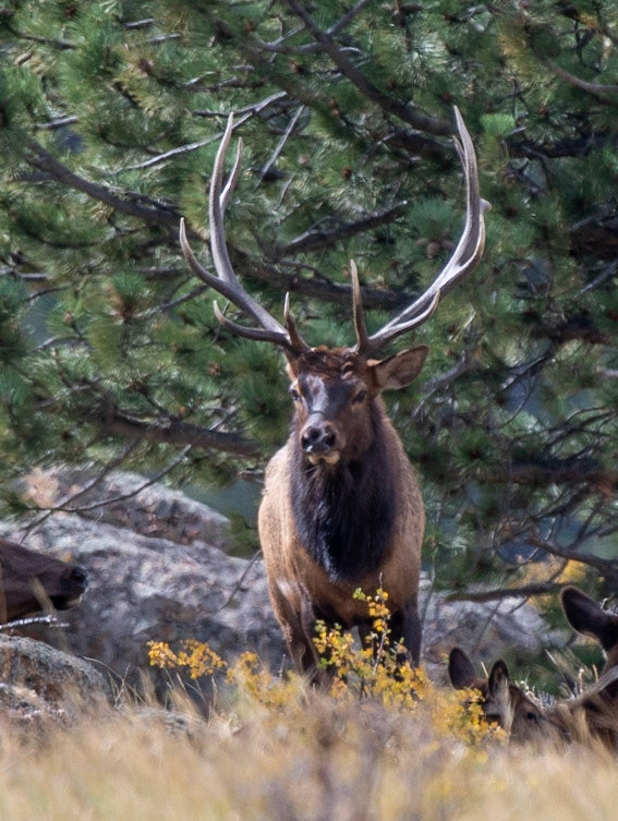 Elk