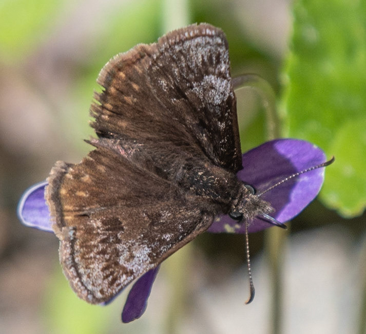 Dreamy Duskywing