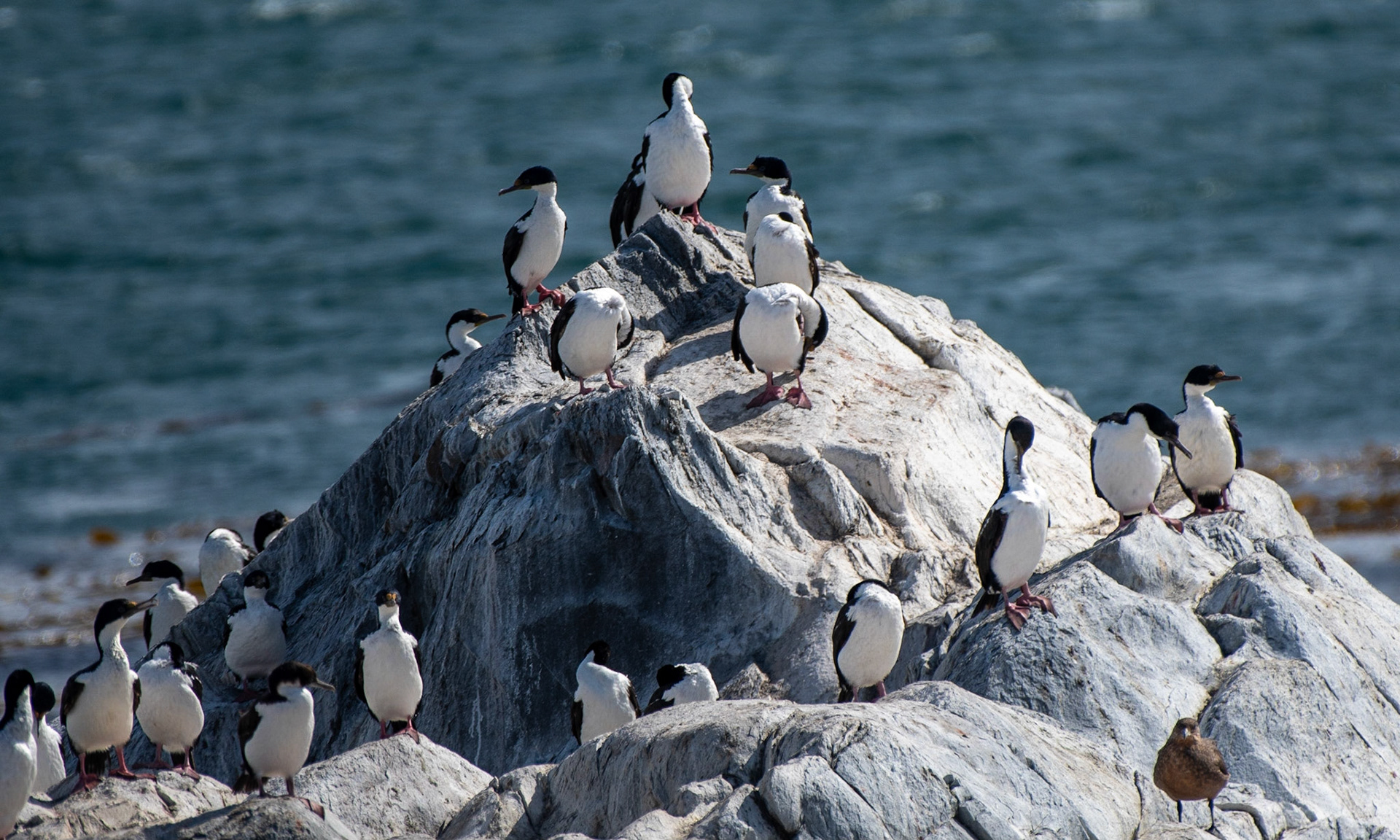 Imperial Cormorant, Chilean Skua
