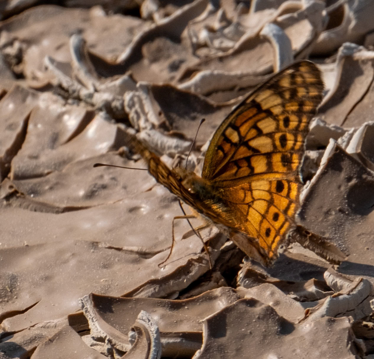 Variegated Fritillary