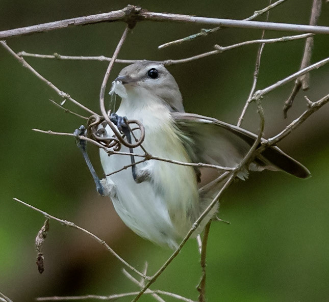 Warbling Vireo with spider web (?)