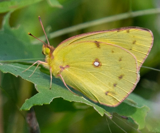 Clouded Sulphur