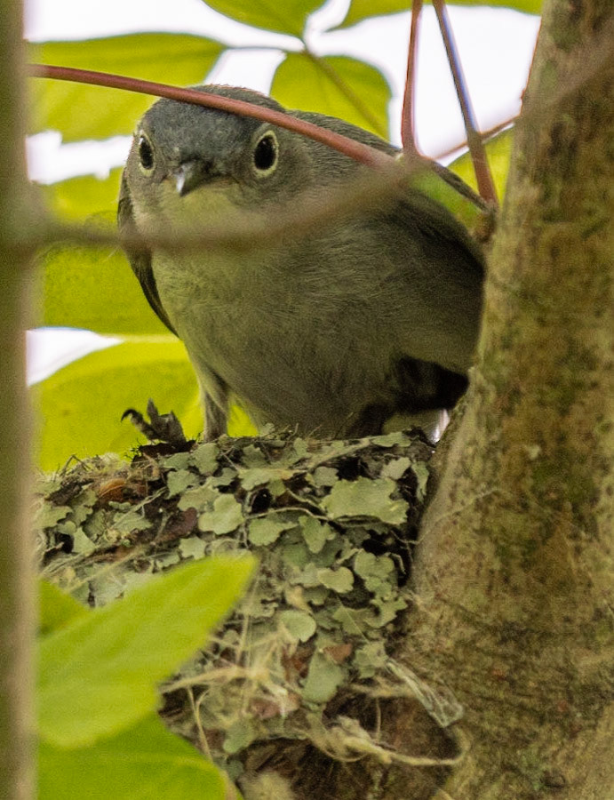 Blue-gray Gnatcatcher building it's nest with lichen