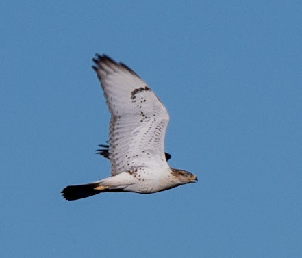 Ferruginous Hawk
