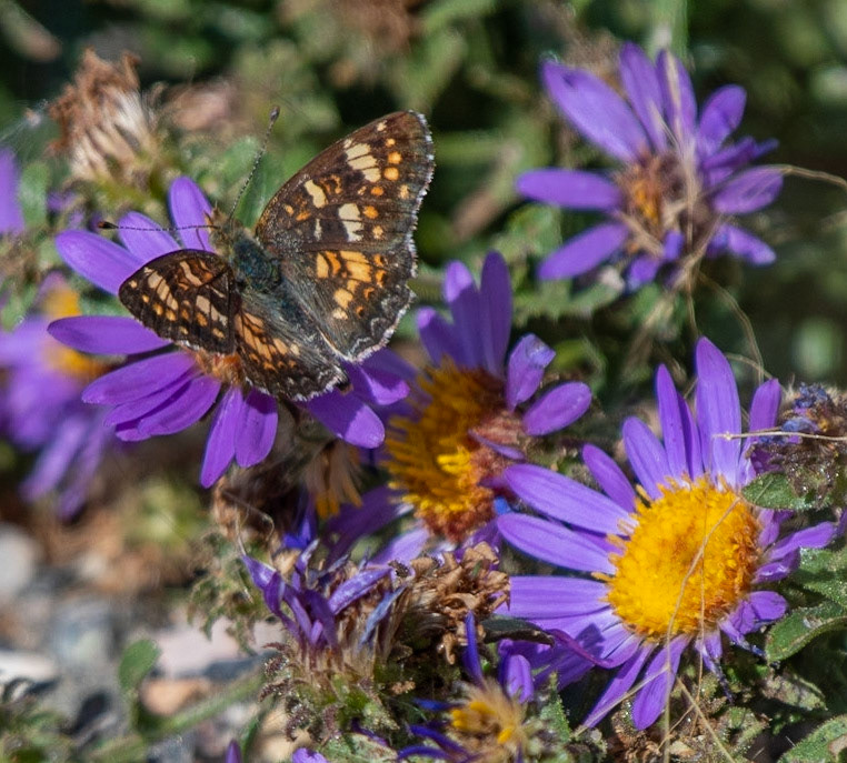 Field Crescent on Tansy-leaf-aster