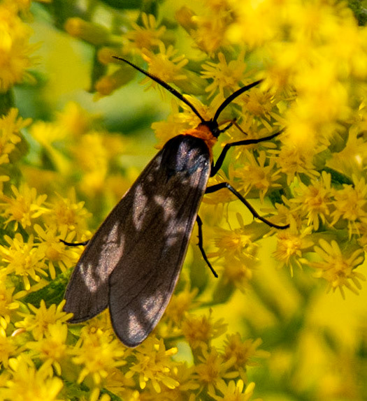 Port Louisa NWR, IA   Yellow-collared Scape Moth