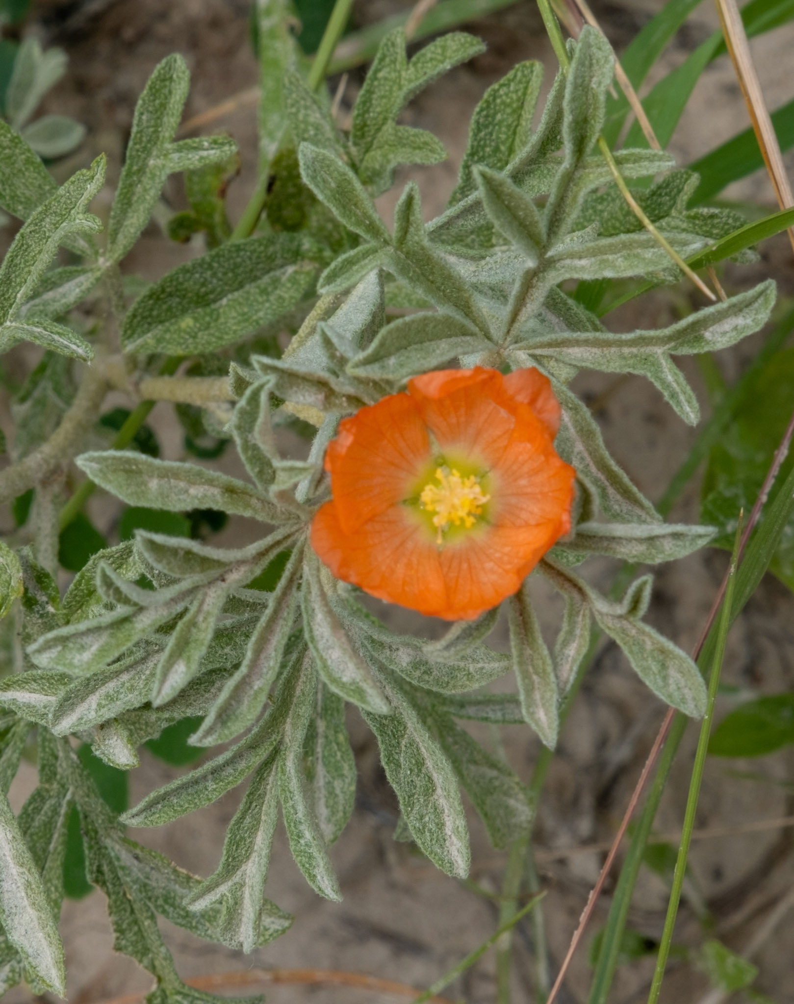 Scarlet Globe-mallow