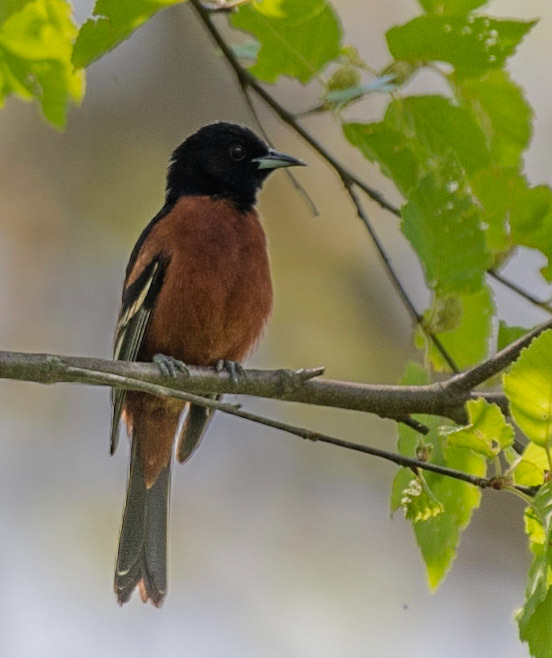 Orchard Oriole (M)