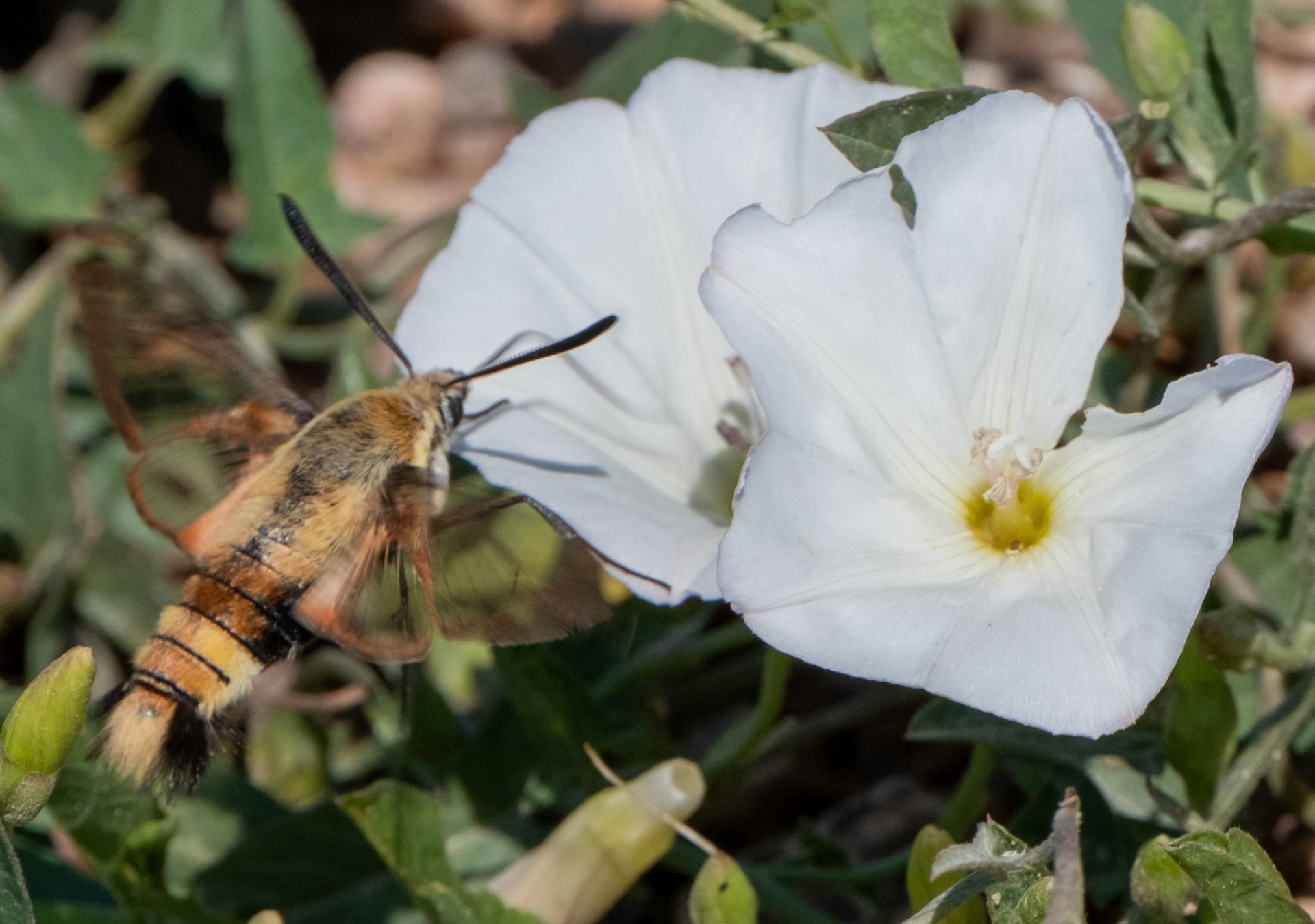 Snowberry Clearwing