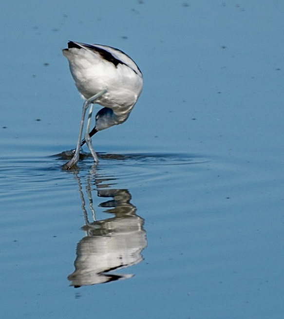 American Avocet