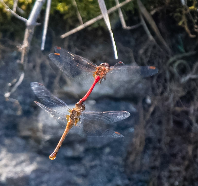 Autumn Meadowhawk (M&amp;F)