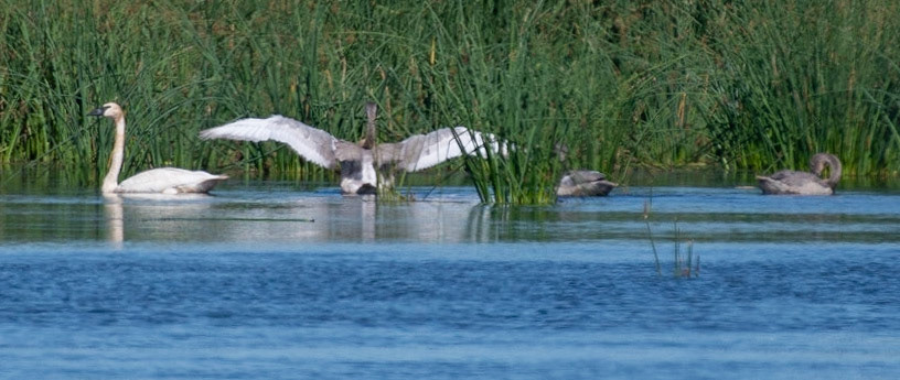 Trumpeter Swan (Adult and Immatures)