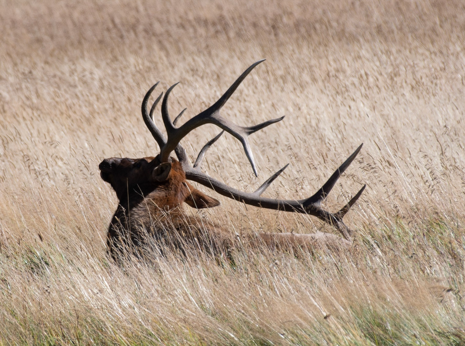 He is scratching his back !!