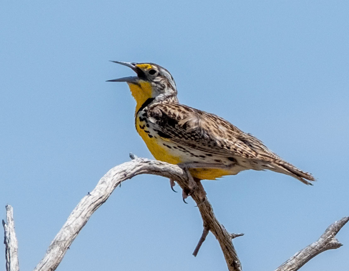 Western Meadowlark