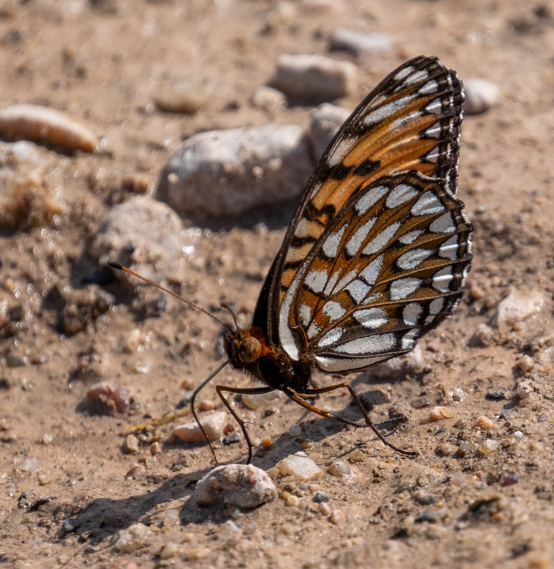 Regal Fritillary (male)