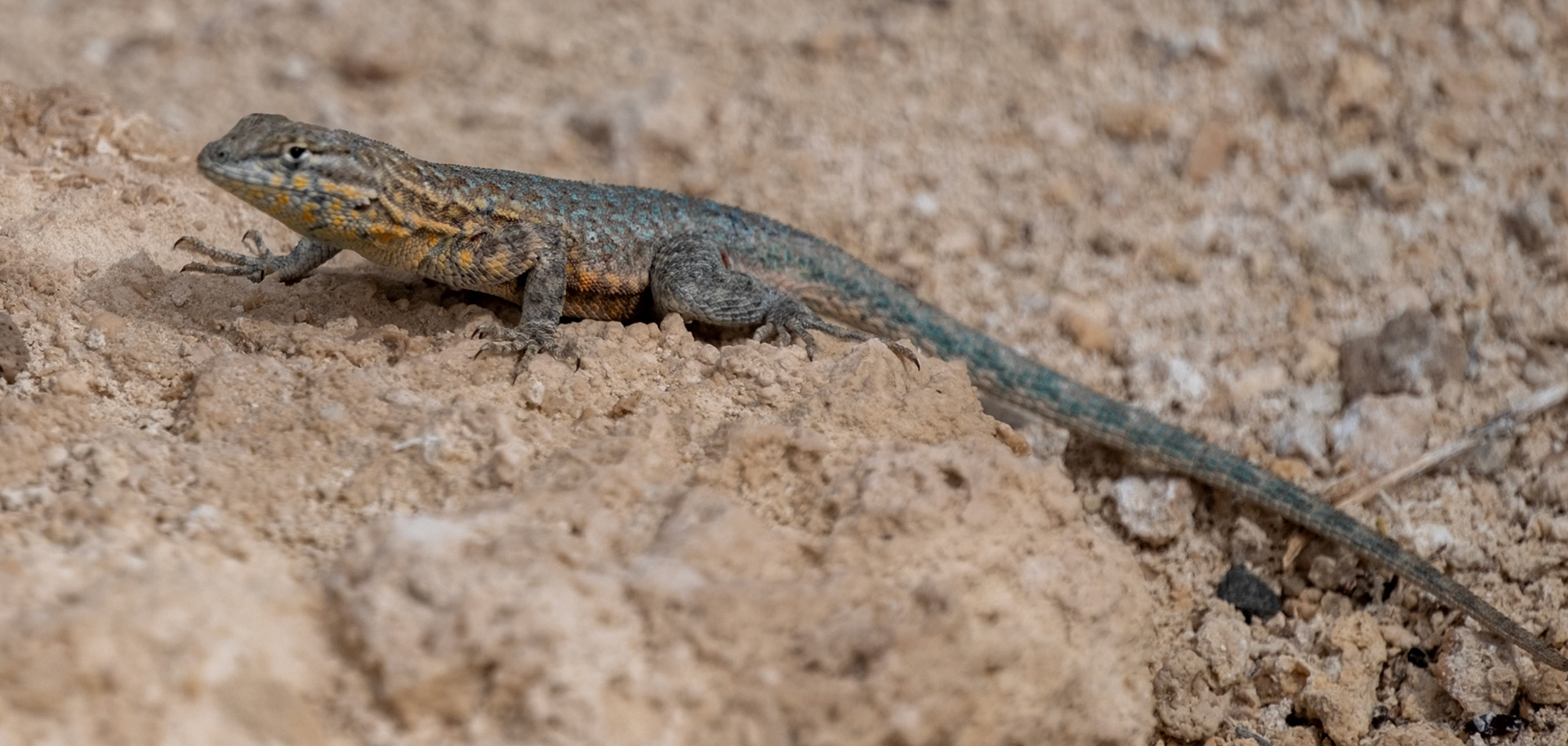 Common Side-blotched Lizard