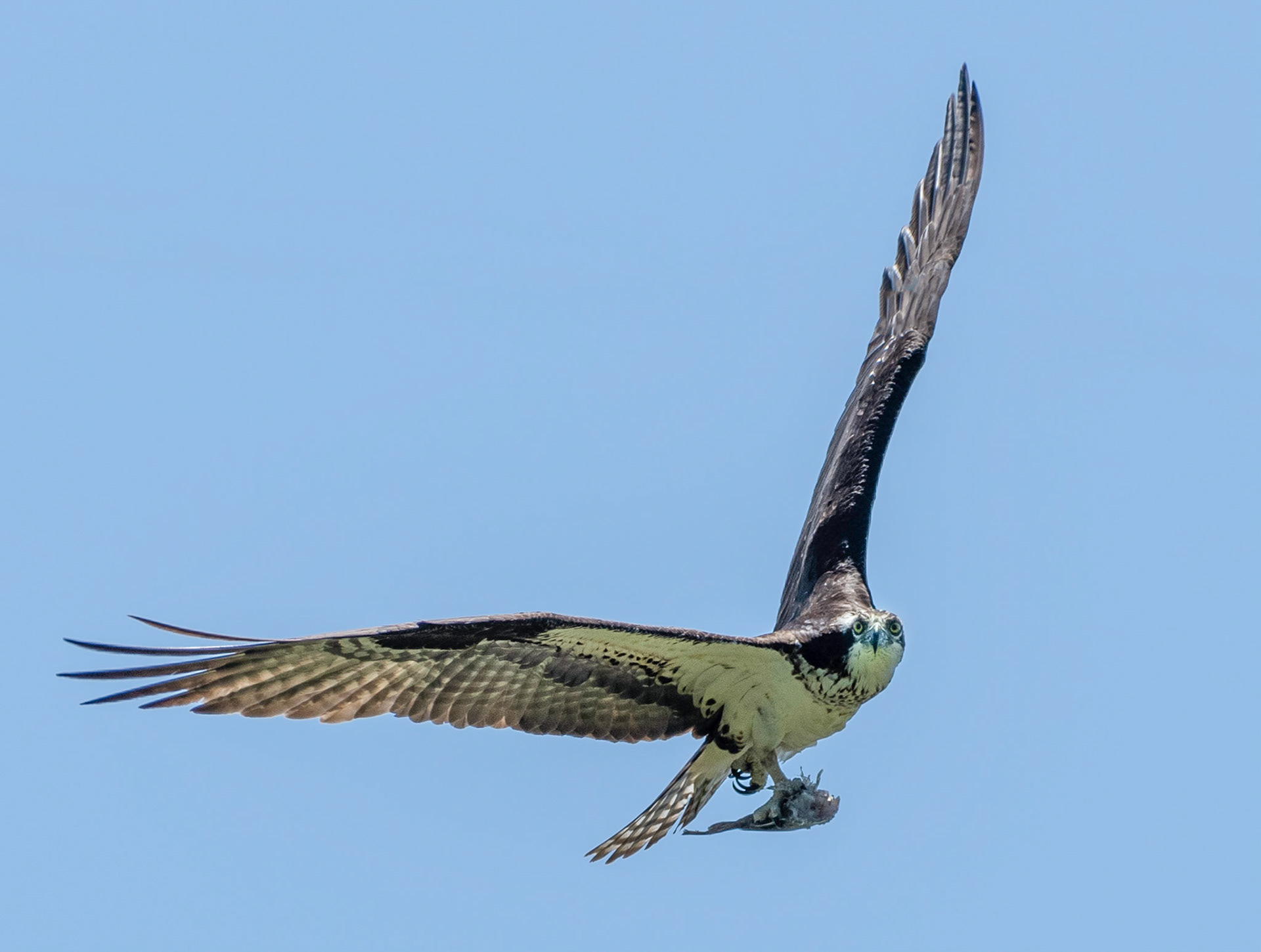 Osprey, Hales Ford Bridge
