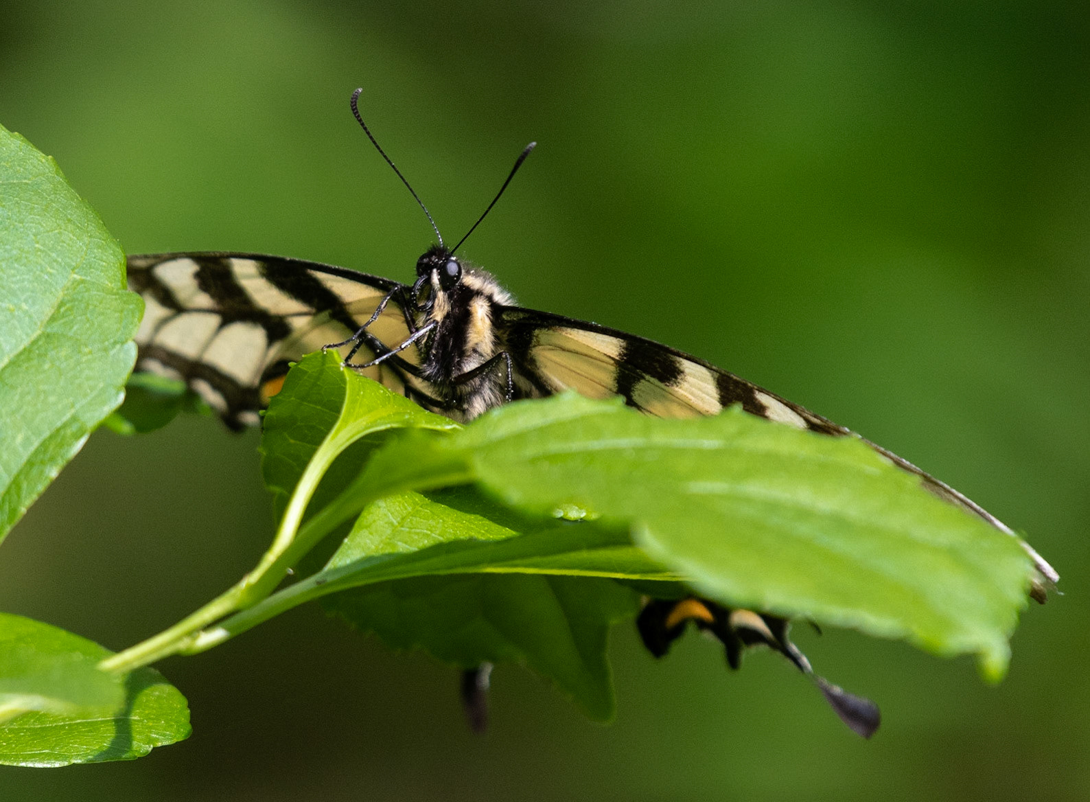 Eastern Tiger Swallowtail