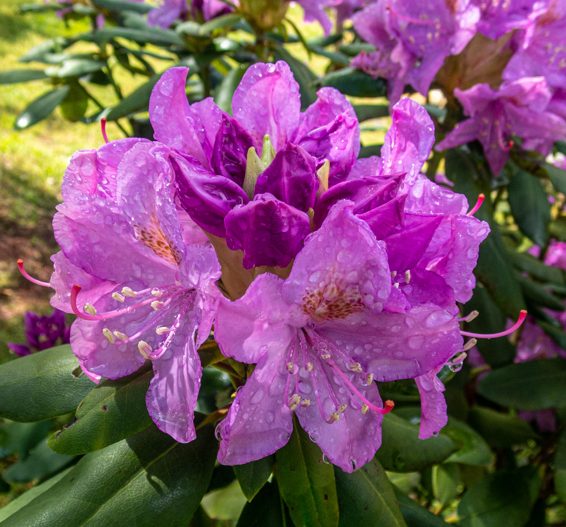 Rhodos, Smith Mountain Lake Community Park