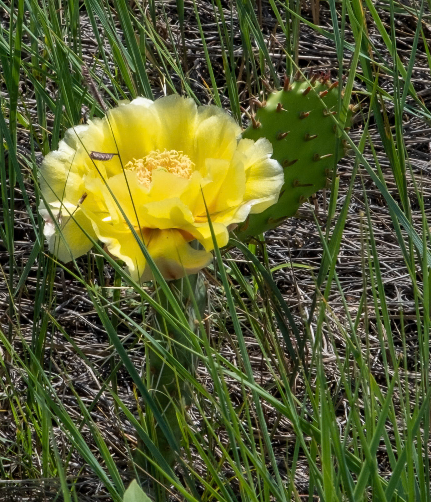 Eastern Prickly Pear