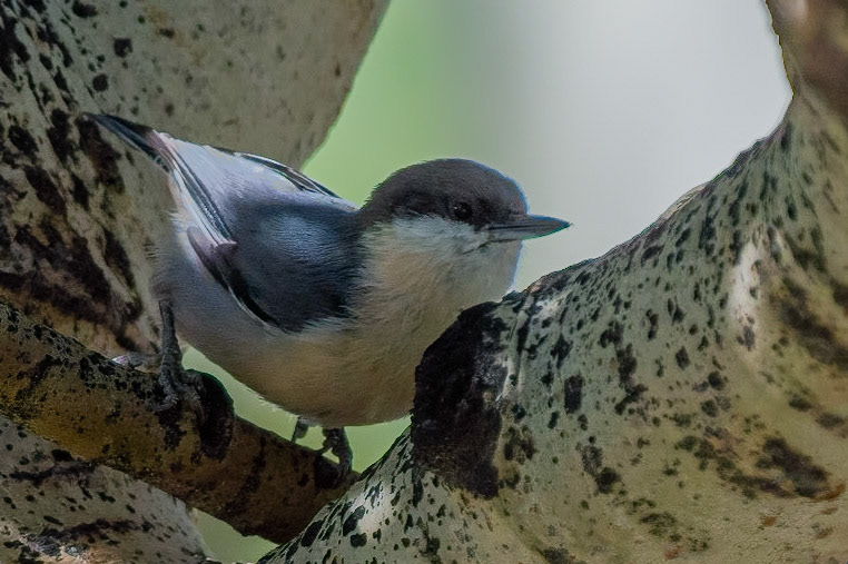 Pygmy Nuthatch