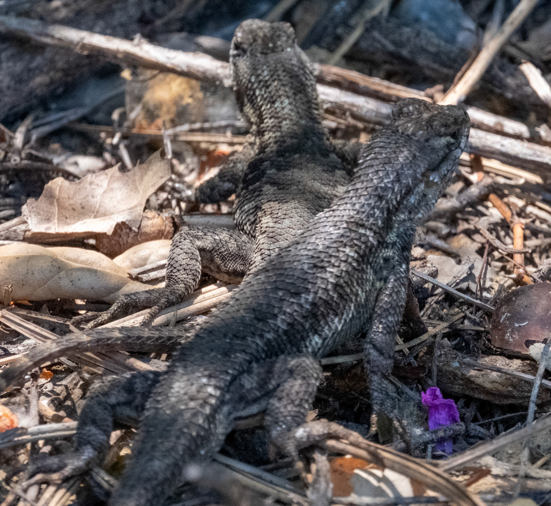 Western Fence Lizard