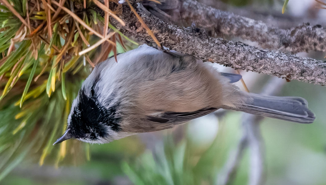 Mountain Chickadee