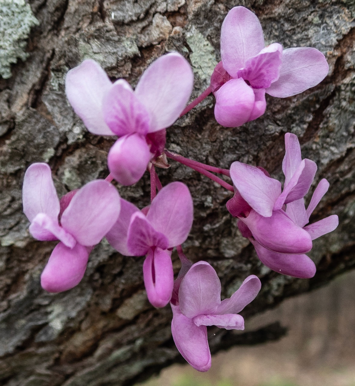Redbuds
