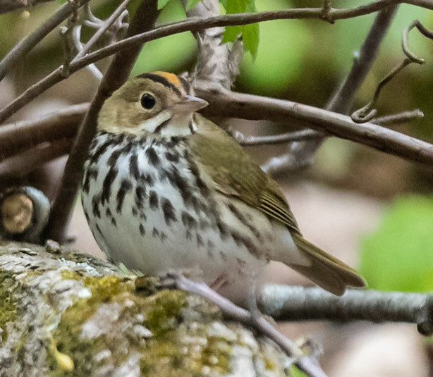 Ovenbird