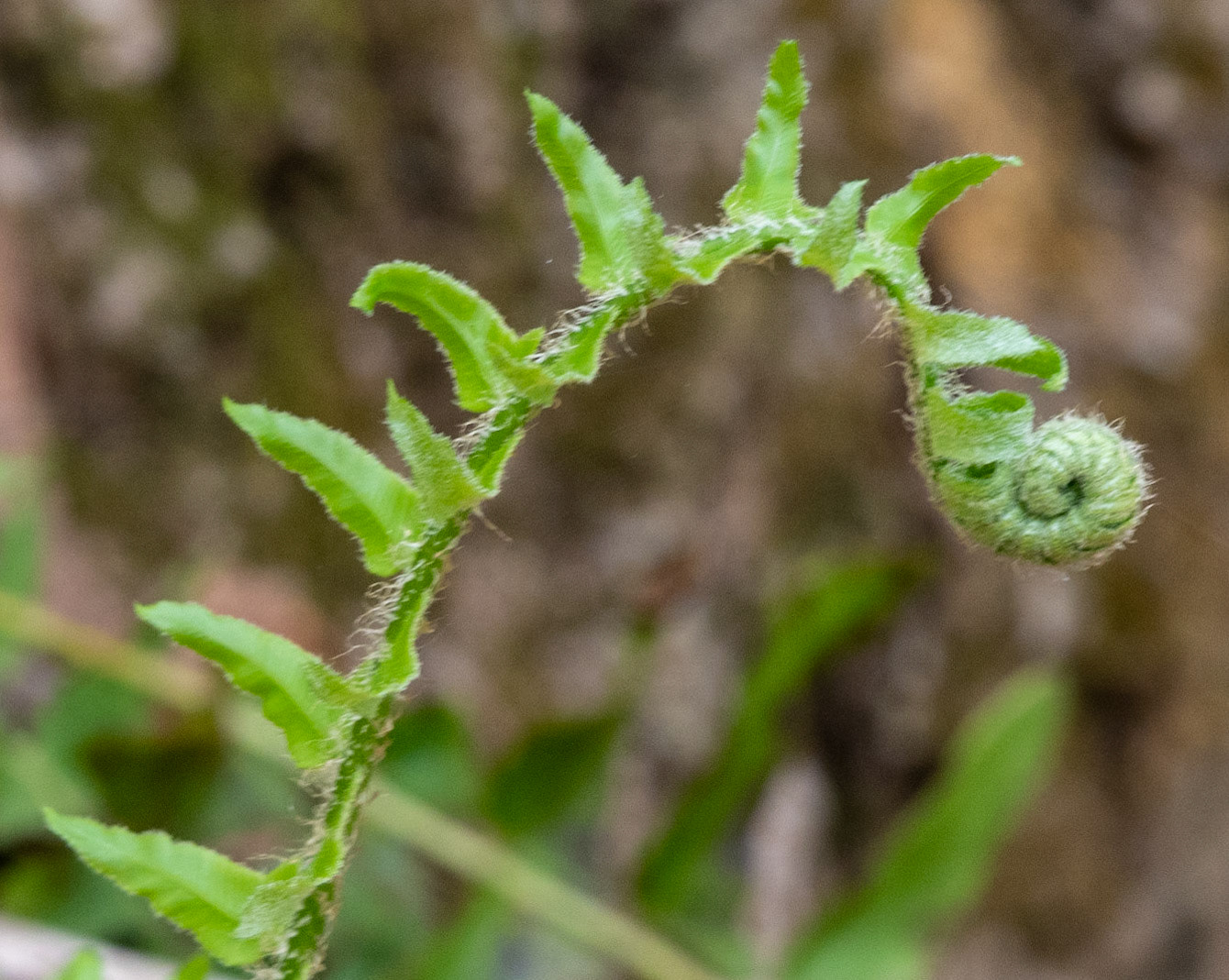 Fiddlehead