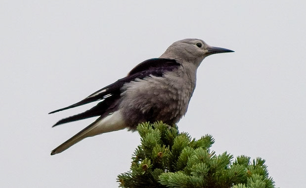 Clark's Nutcracker