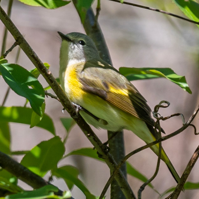 American Redstart (F)