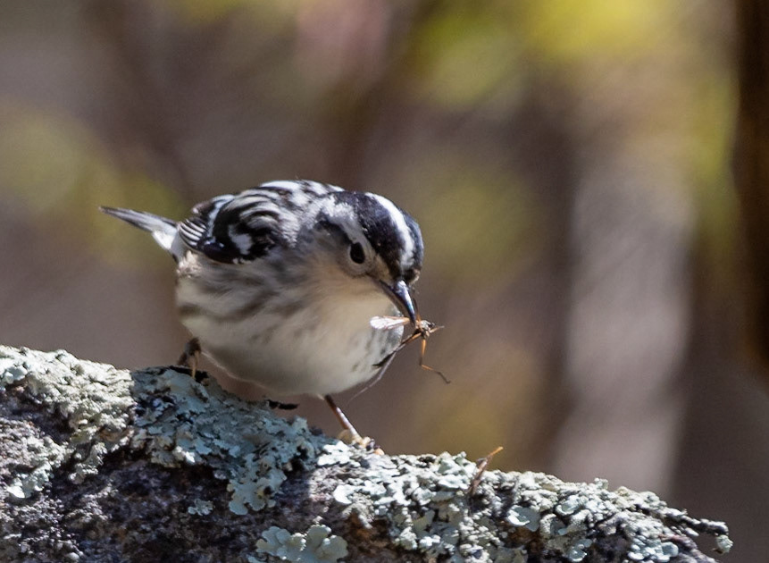 black-and-white Warbler (F)