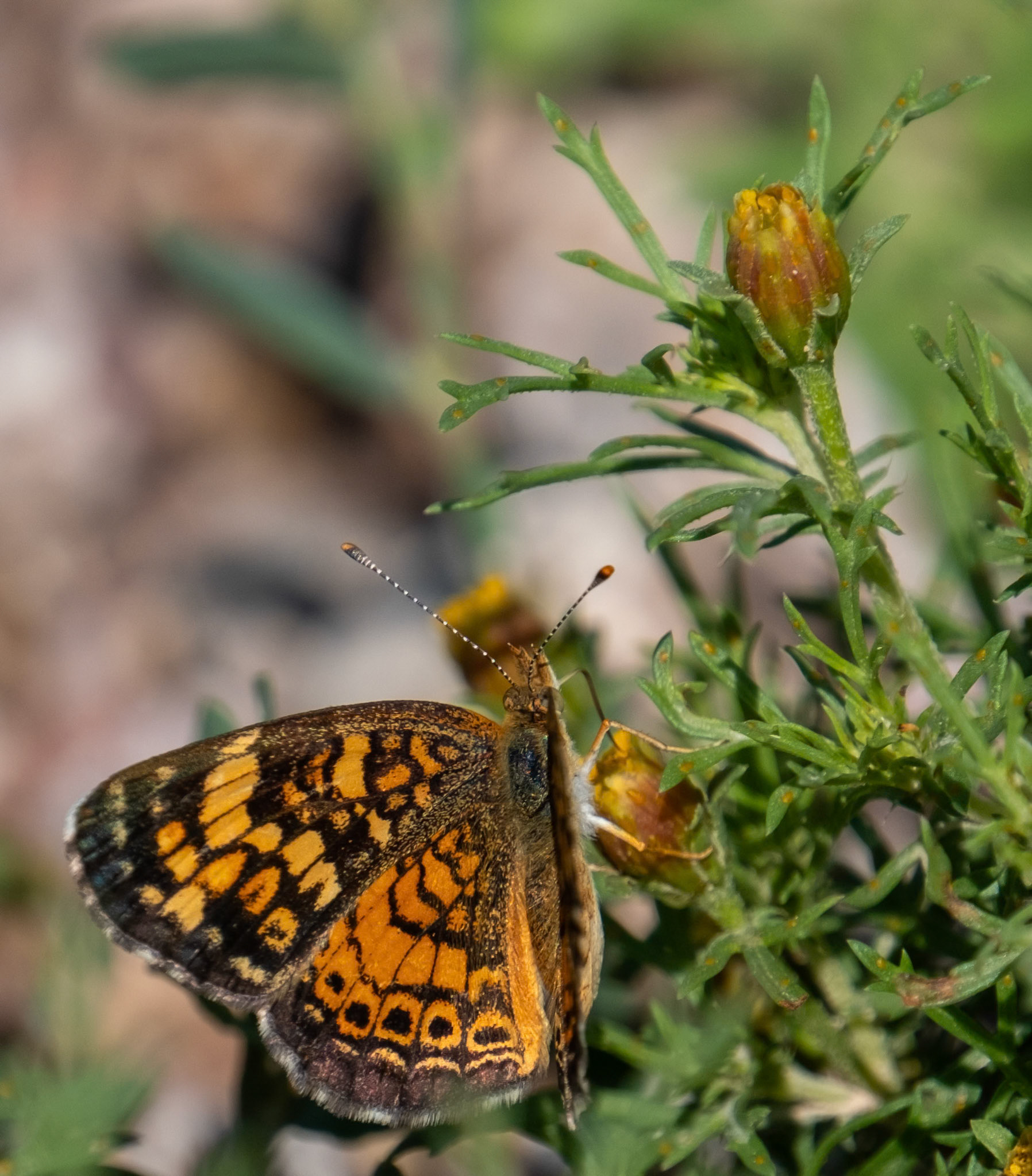 Pearl Crescent