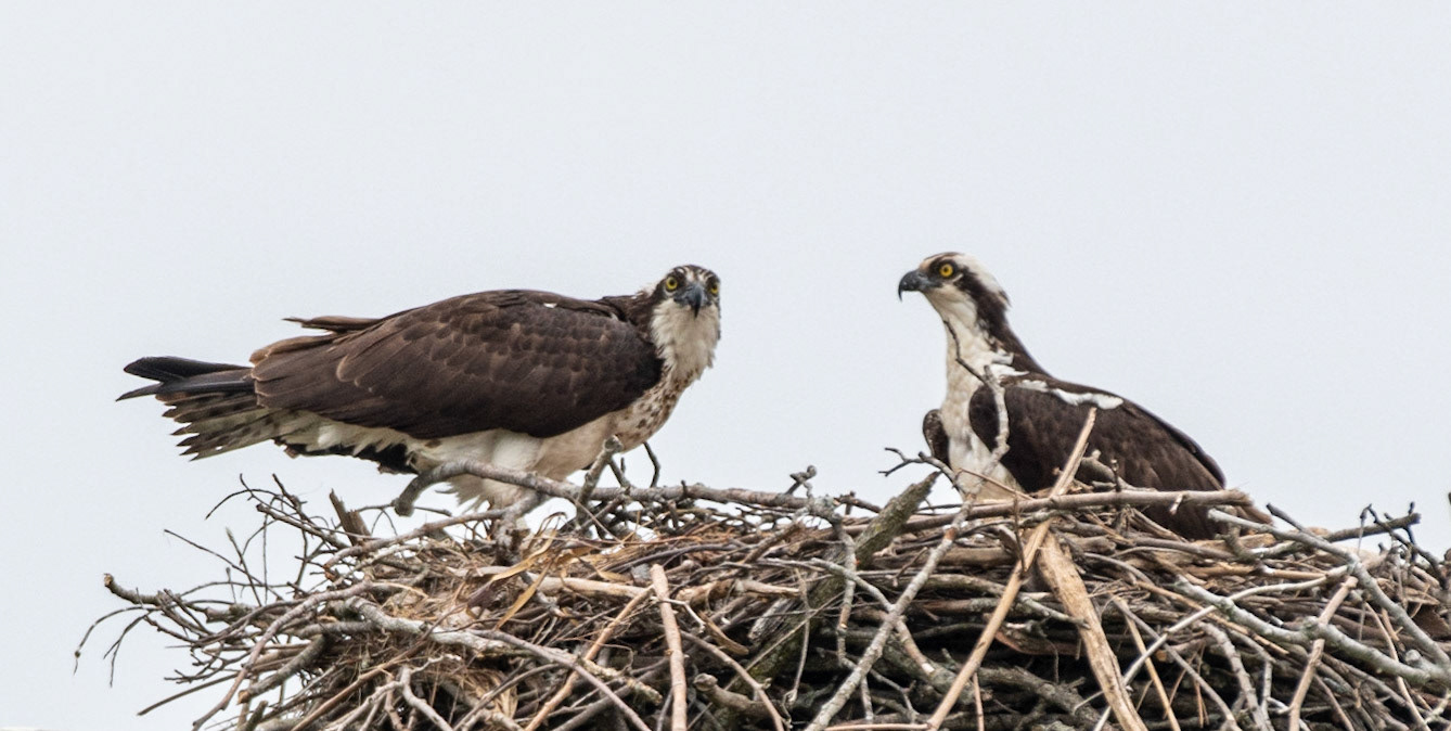 Osprey, Hales Ford Bridge