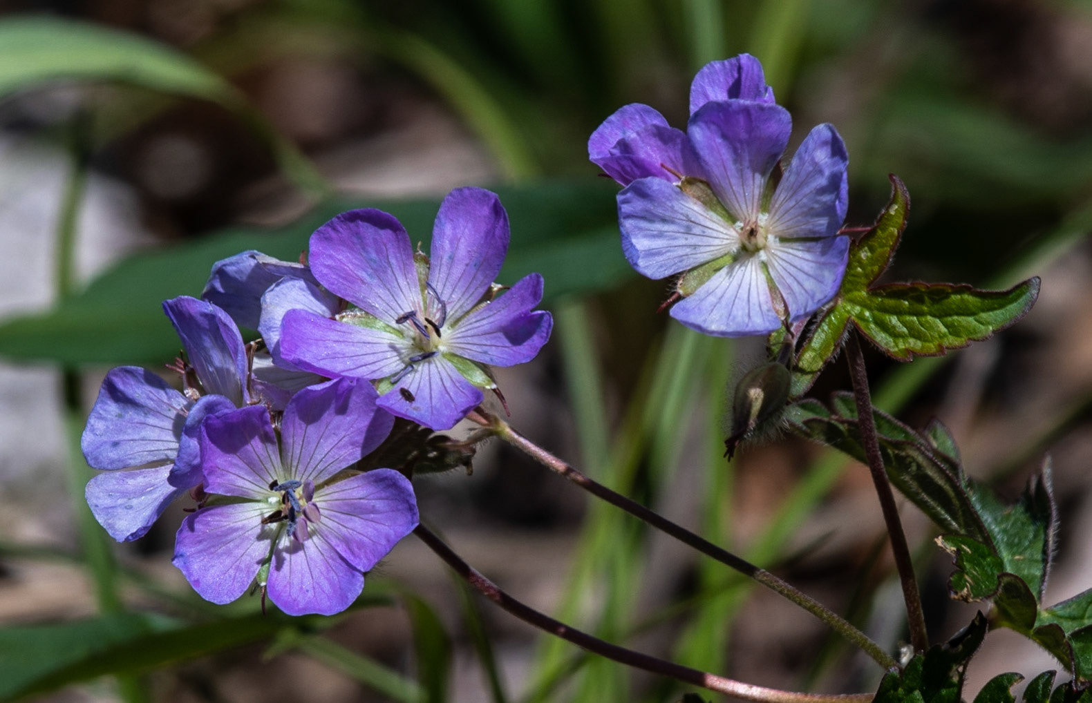 Wild Geranium