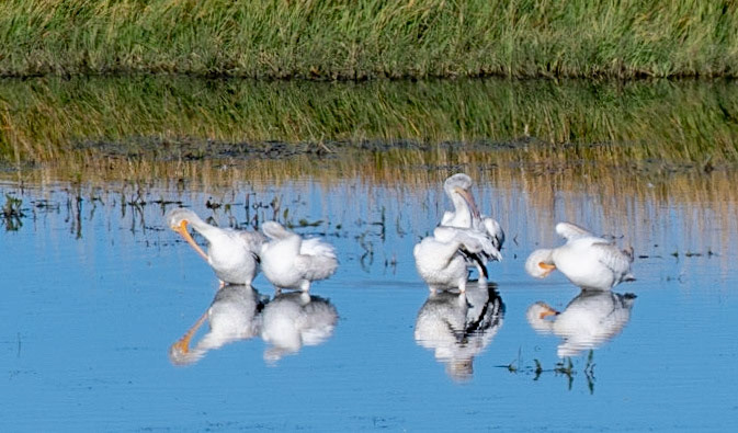Arapaho NWR, CO     American White Pelican