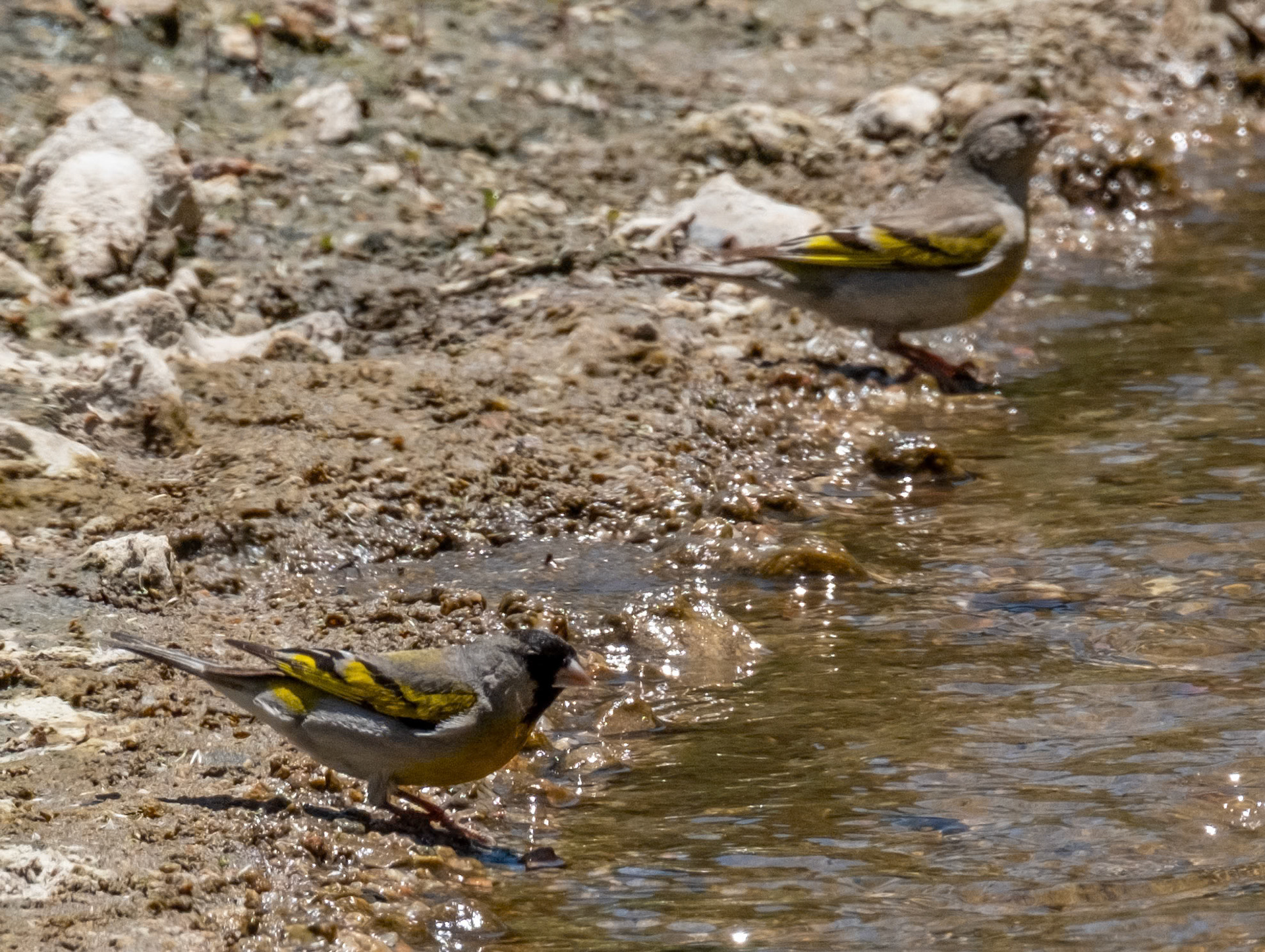 Lawrence's Goldfinch (male, female)
