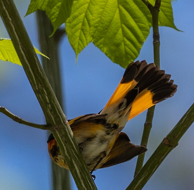 American Redstart (M)