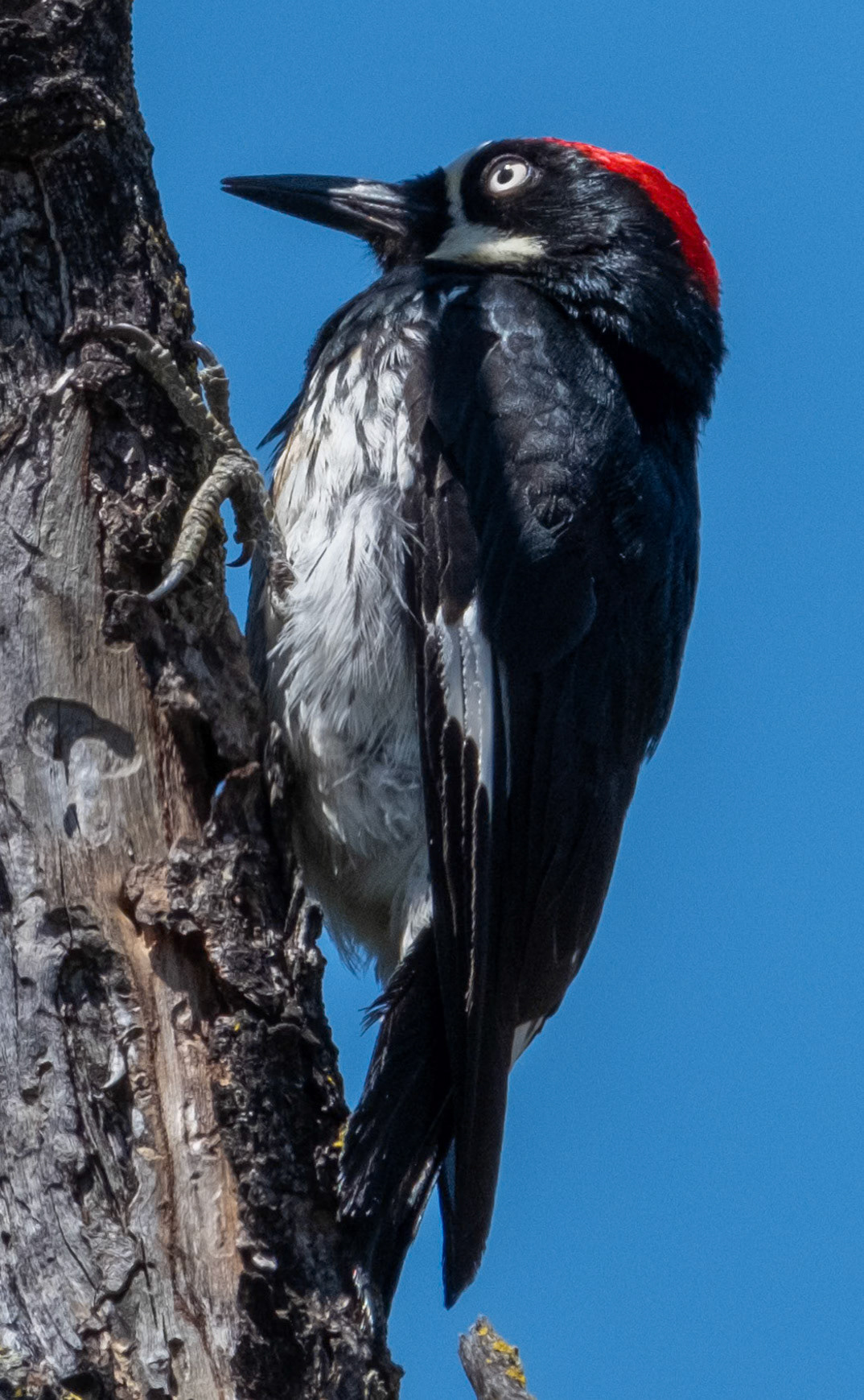 Pinnacles Natl Park CA, Acorn Woodpecker