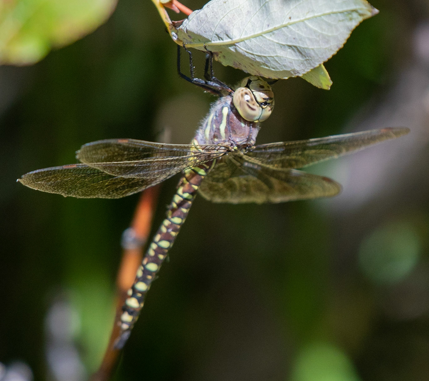 Shadow Darner (F)