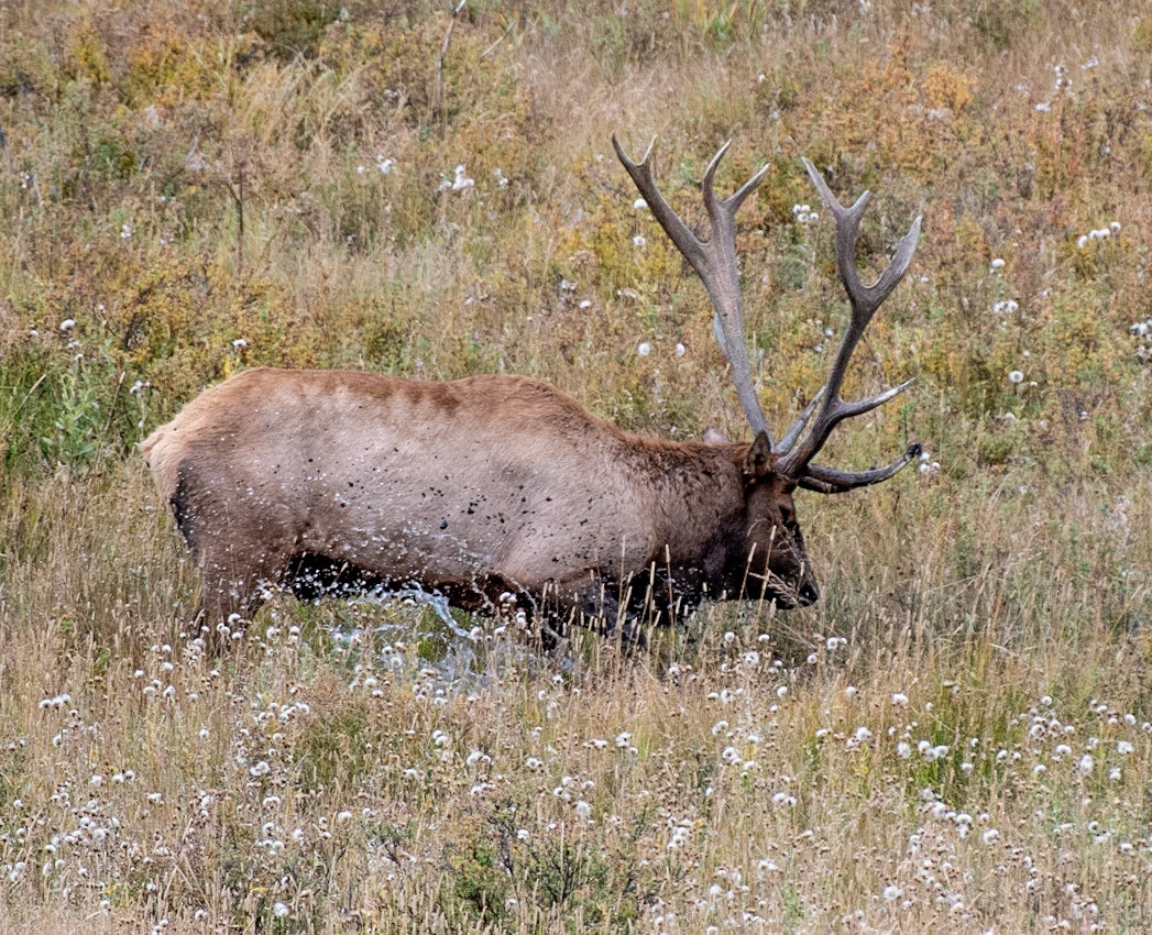 Elk at his wallow pit