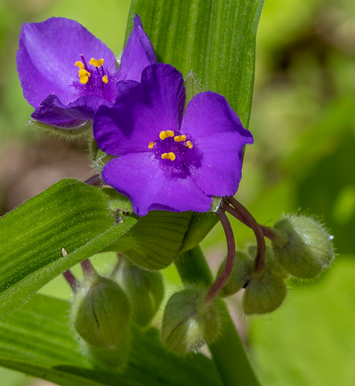 Spiderwort