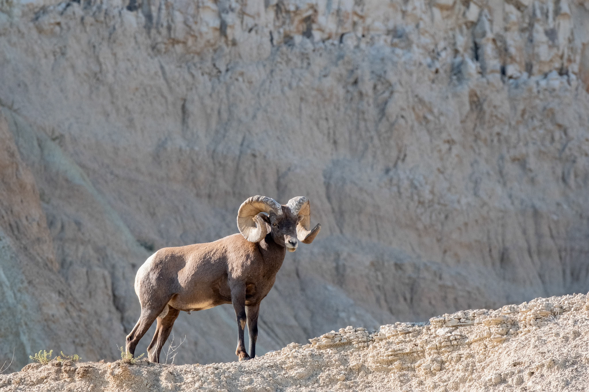 Bighorn Sheep