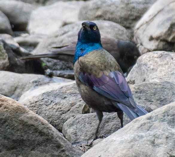 Common Grackle
