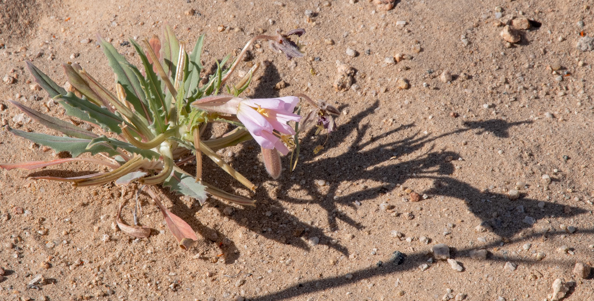 Desert Evening-primrose